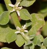 Galenia pubescens