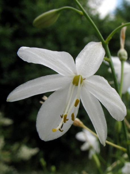 Image of Anthericum ramosum specimen.