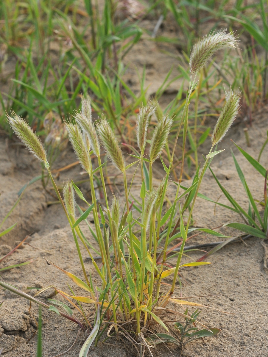 Image of Eremopyrum distans specimen.