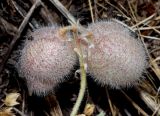 Oxytropis submutica