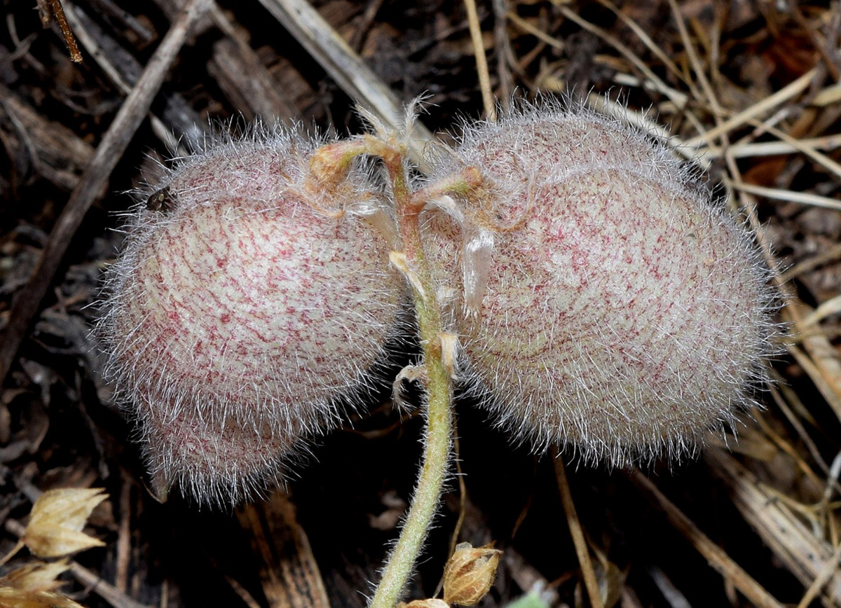 Image of Oxytropis submutica specimen.