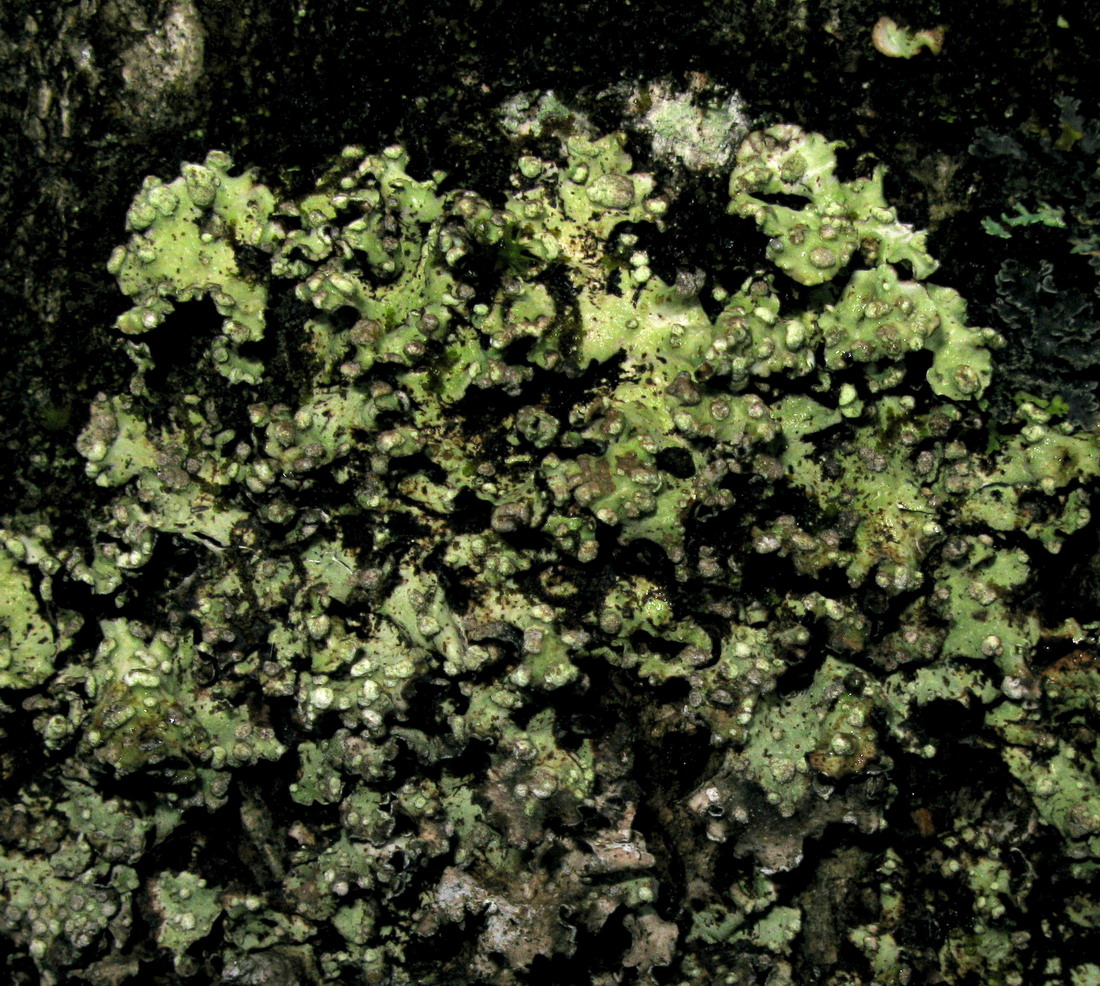 Image of Cetrelia sayanensis specimen.