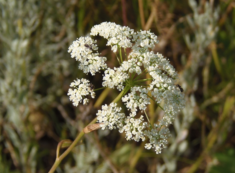 Image of Pimpinella saxifraga specimen.