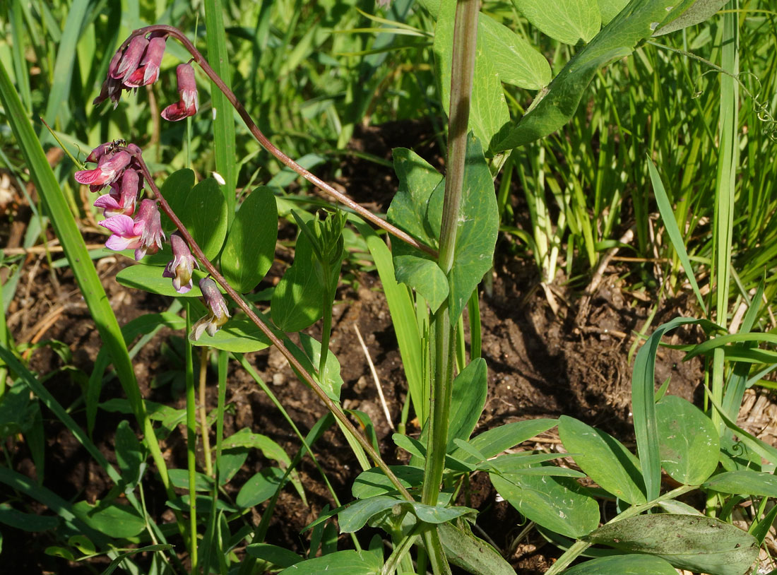 Image of Lathyrus pisiformis specimen.