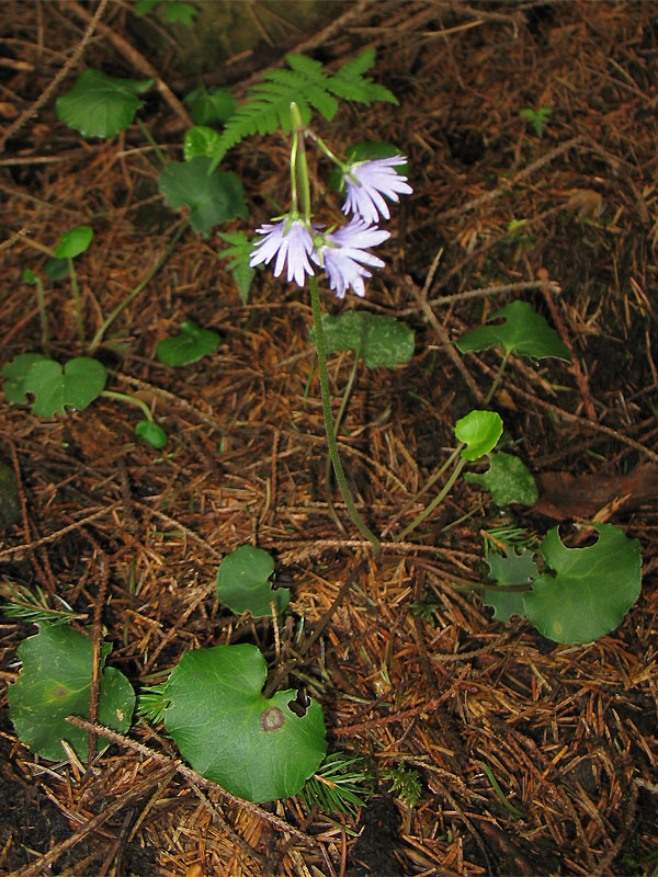 Image of Soldanella montana specimen.