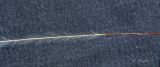 Stipa pennata