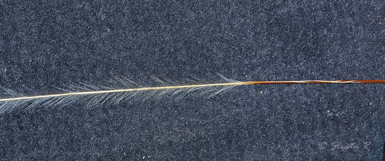 Image of Stipa pennata specimen.