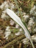 Image of taxon representative. Author is Сергей Одинец