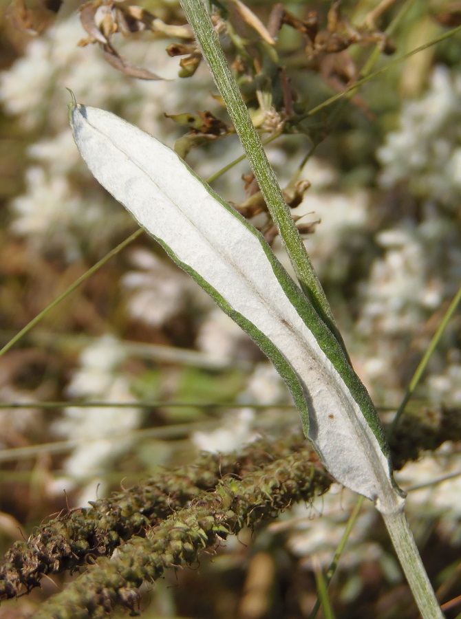 Image of Jurinea calcarea specimen.