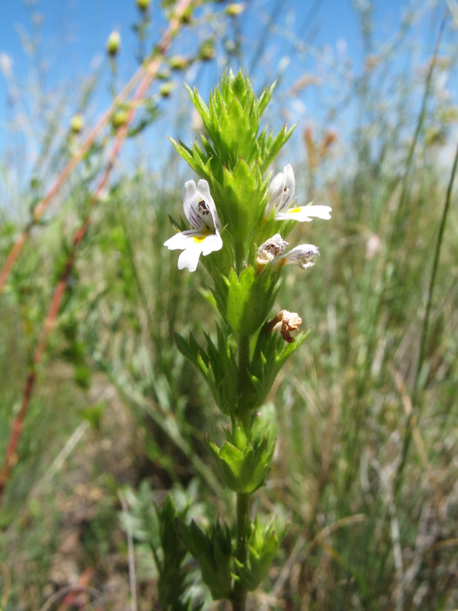 Изображение особи Euphrasia pectinata.