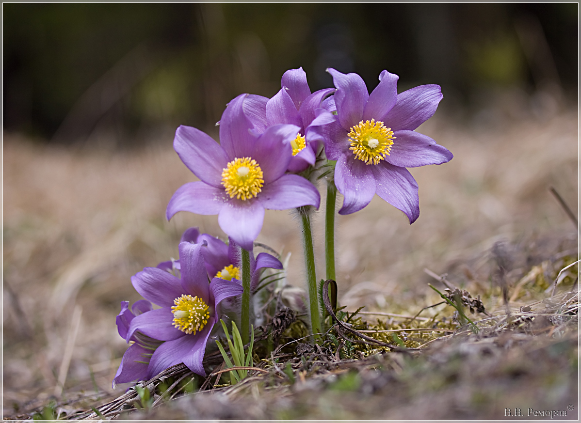 Изображение особи Pulsatilla patens.