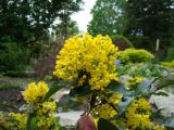 Mahonia aquifolium. Верхушка цветущего растения. Пенза, Ботанический сад ПГУ, в культуре. 11 мая 2016 г.