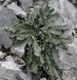 Brassica nivalis