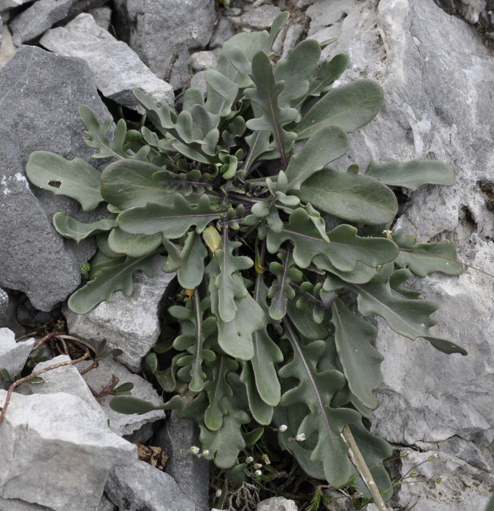 Image of Brassica nivalis specimen.