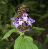 Prunella japonica. Верхушка побега с соцветием. Приморский край, Шкотовский р-н, окр. с. Анисимовка, у лесного ручья. 10.07.2016.