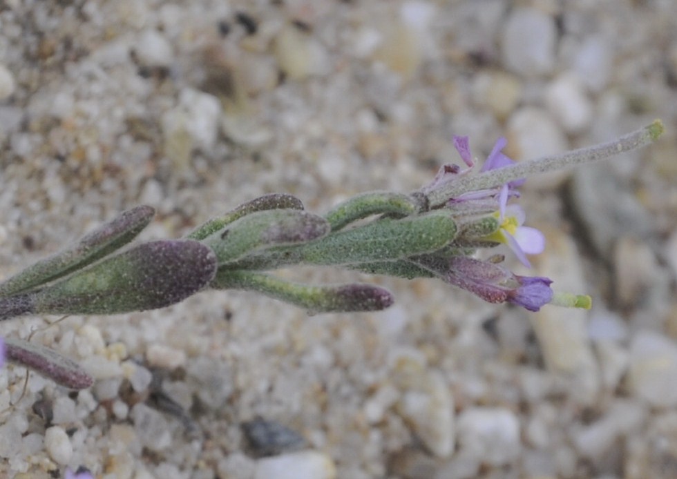Изображение особи семейство Brassicaceae.