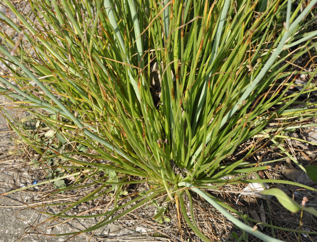 Image of Asphodelus fistulosus specimen.