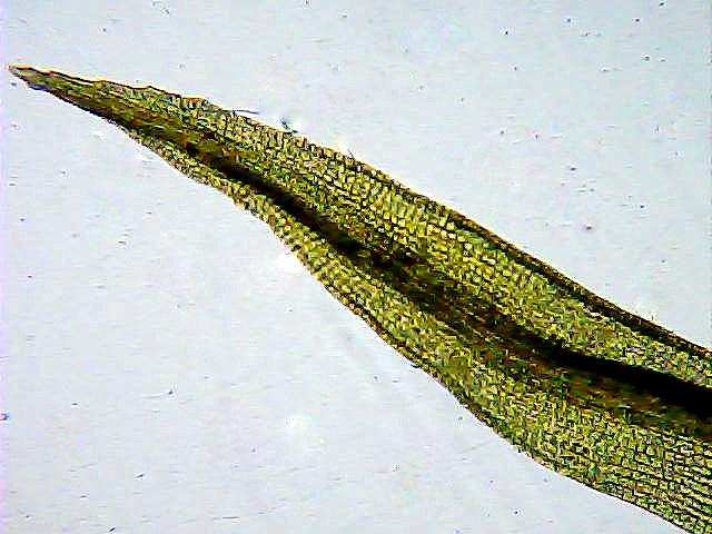 Изображение особи Ceratodon purpureus.