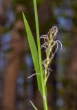 Carex pilosa