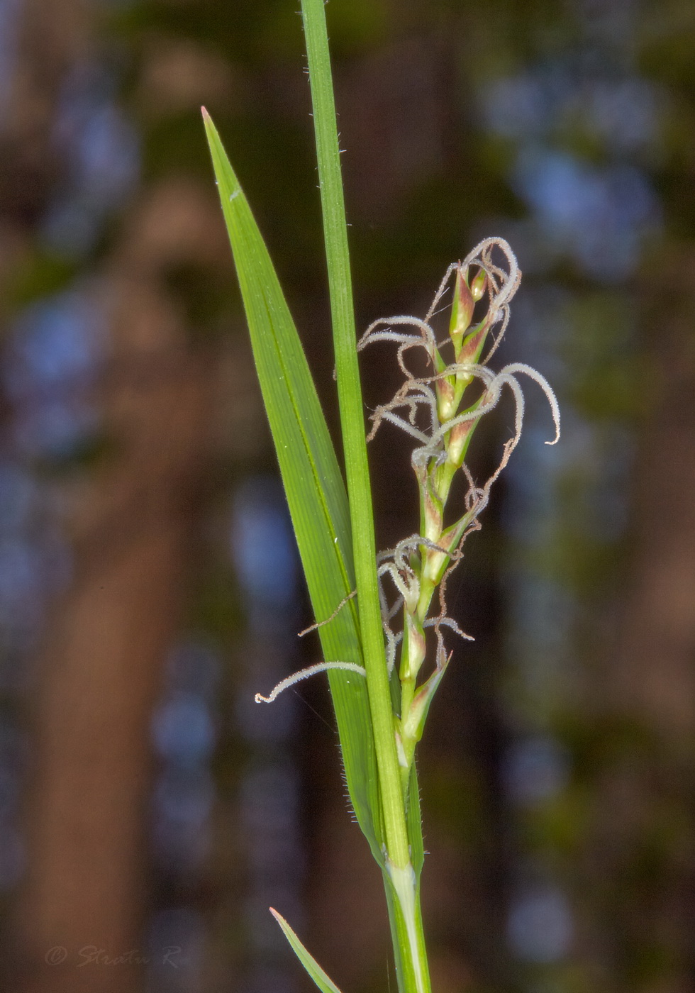 Изображение особи Carex pilosa.