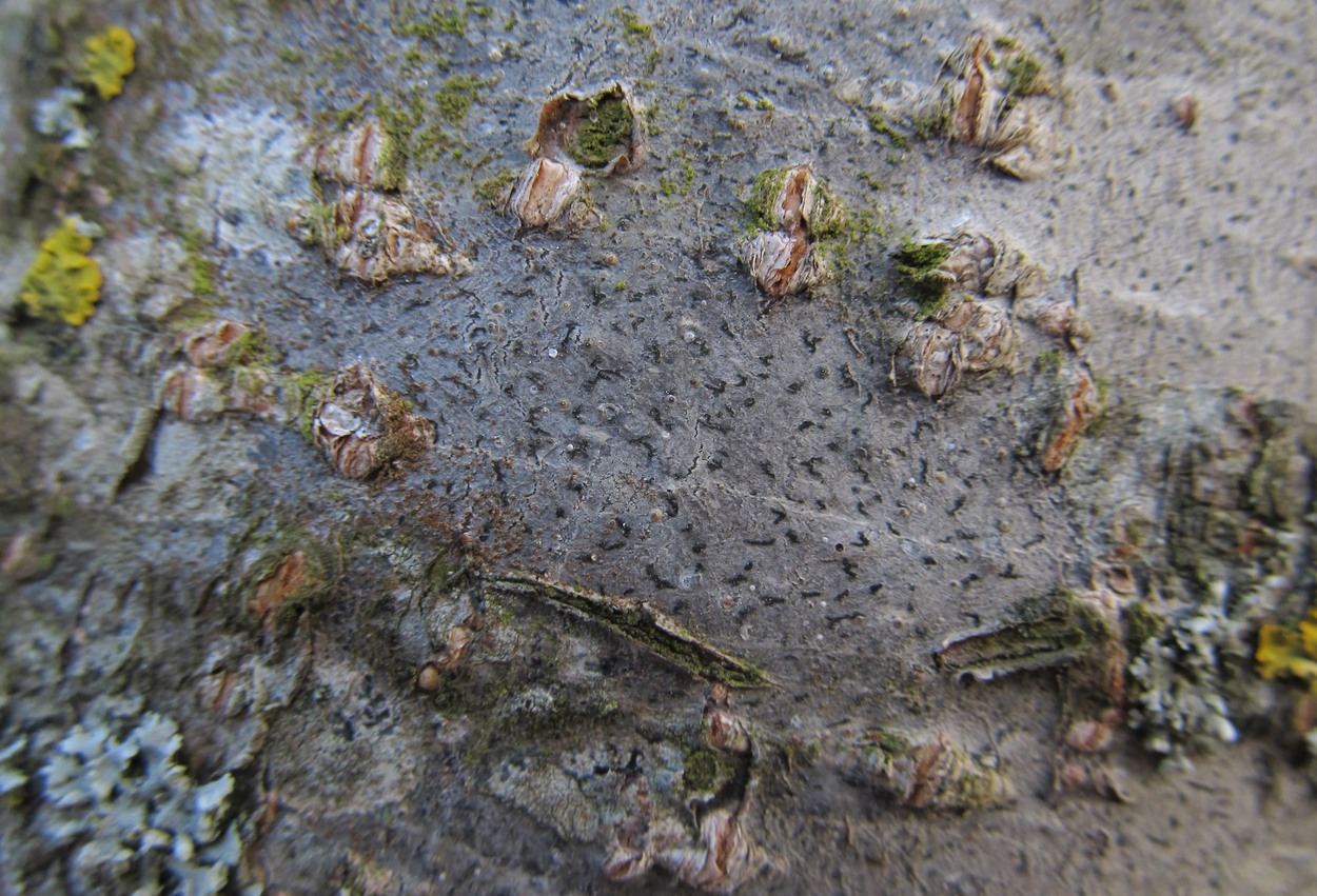 Image of genus Graphis specimen.