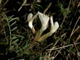 Astragalus palibinii