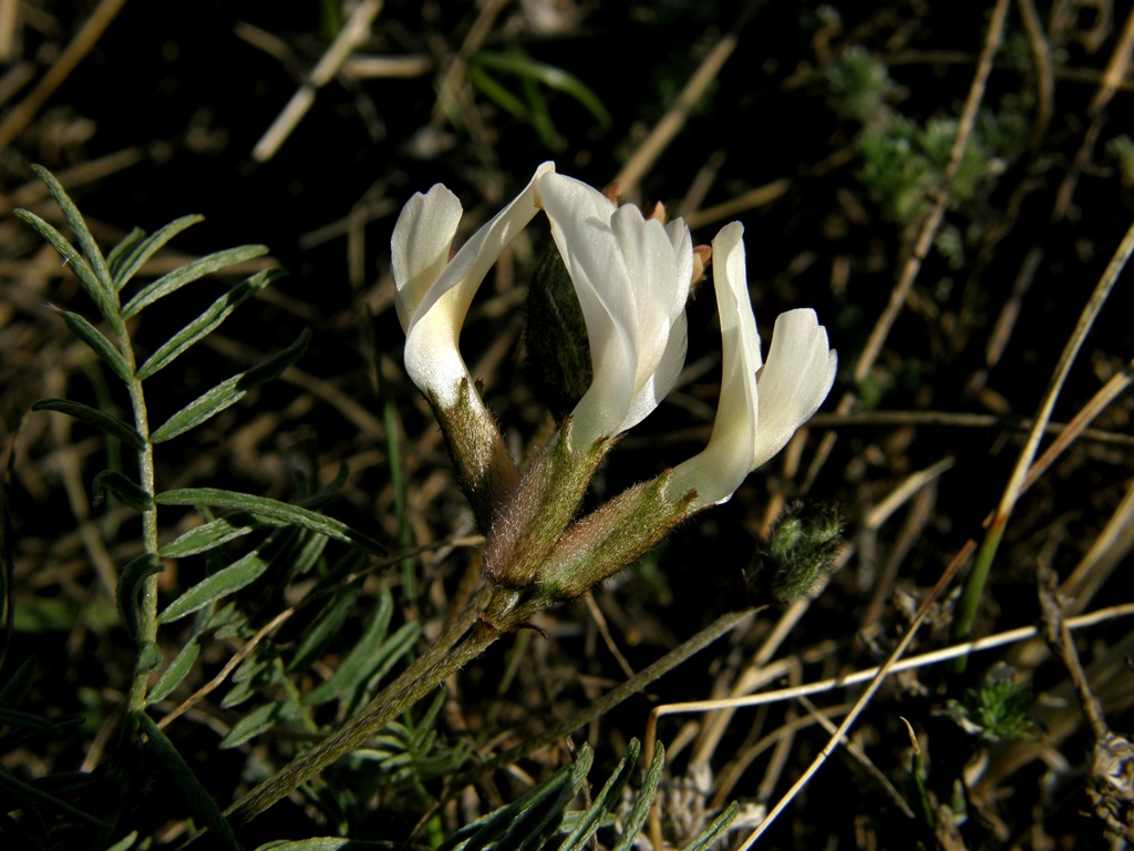 Image of Astragalus palibinii specimen.