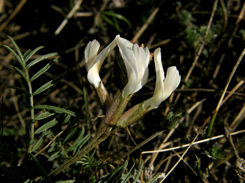 Изображение особи Astragalus palibinii.