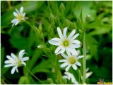 Stellaria holostea