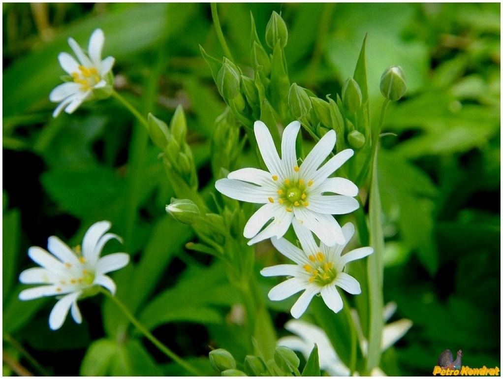 Изображение особи Stellaria holostea.