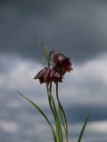 Fritillaria meleagroides