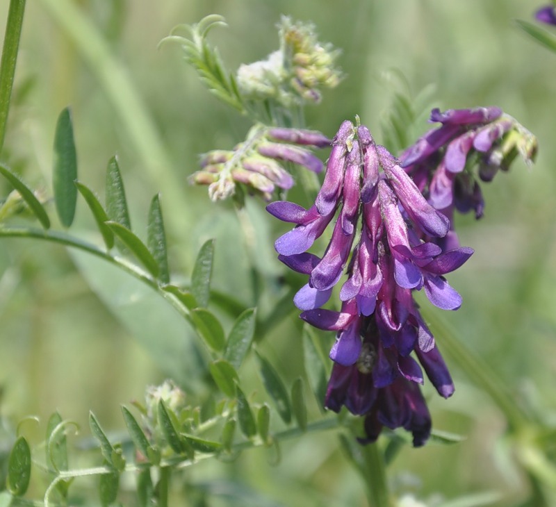 Изображение особи род Vicia.