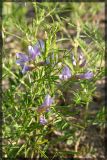 Astragalus arenarius