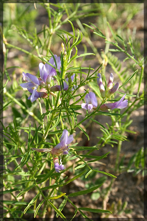 Image of Astragalus arenarius specimen.