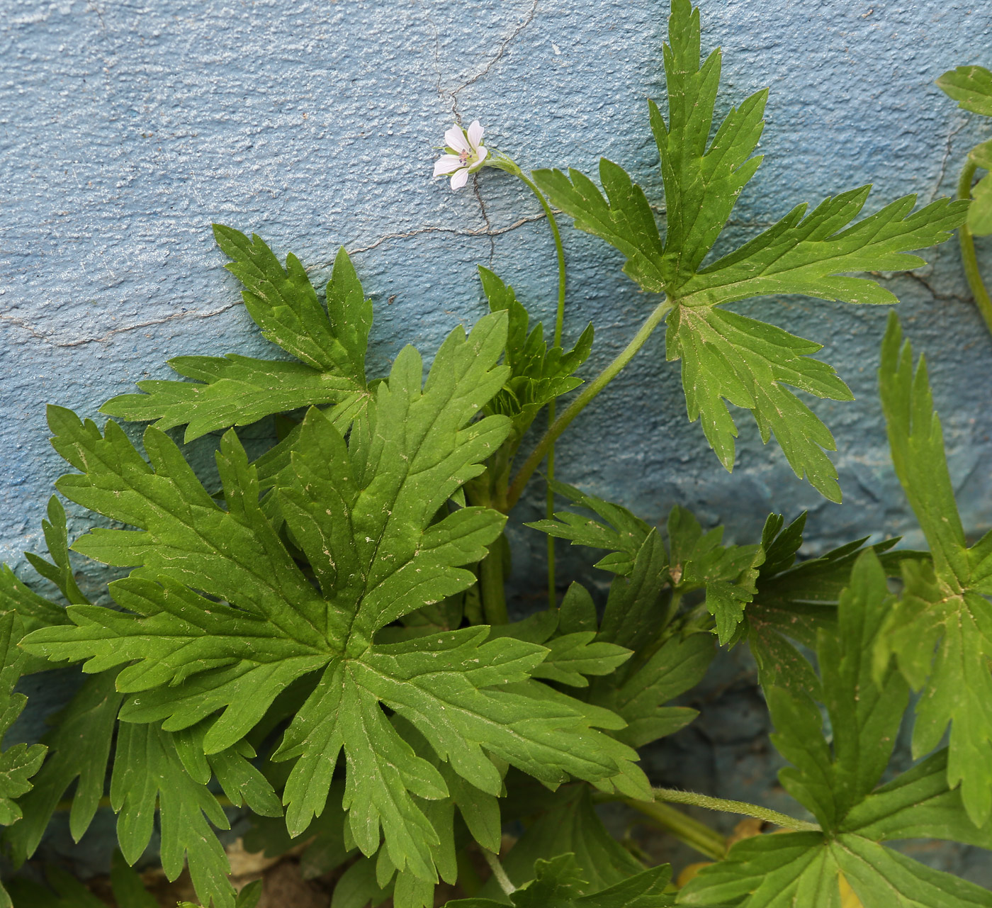 Изображение особи Geranium sibiricum.