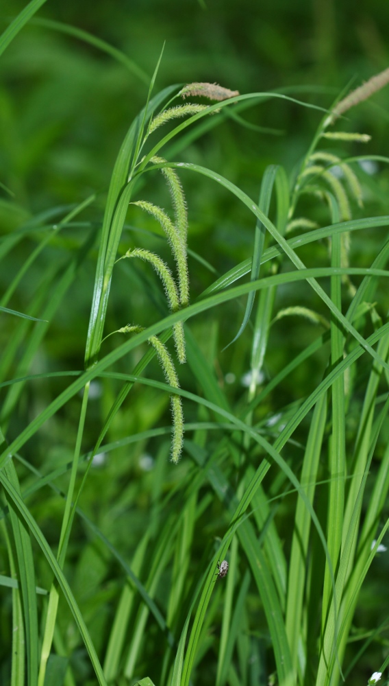 Изображение особи Carex jaluensis.