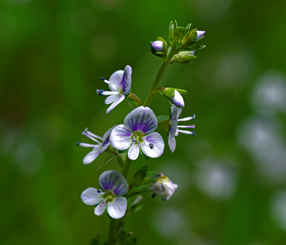 Image of Veronica serpyllifolia specimen.