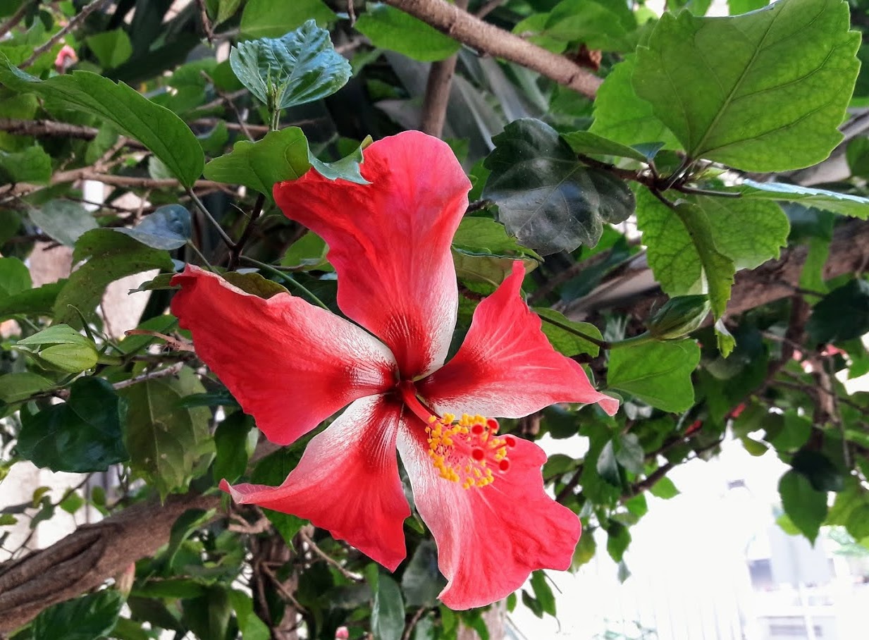 Изображение особи Hibiscus rosa-sinensis.