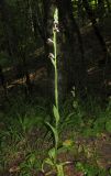 Ophrys oestrifera