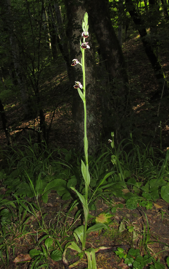 Изображение особи Ophrys oestrifera.