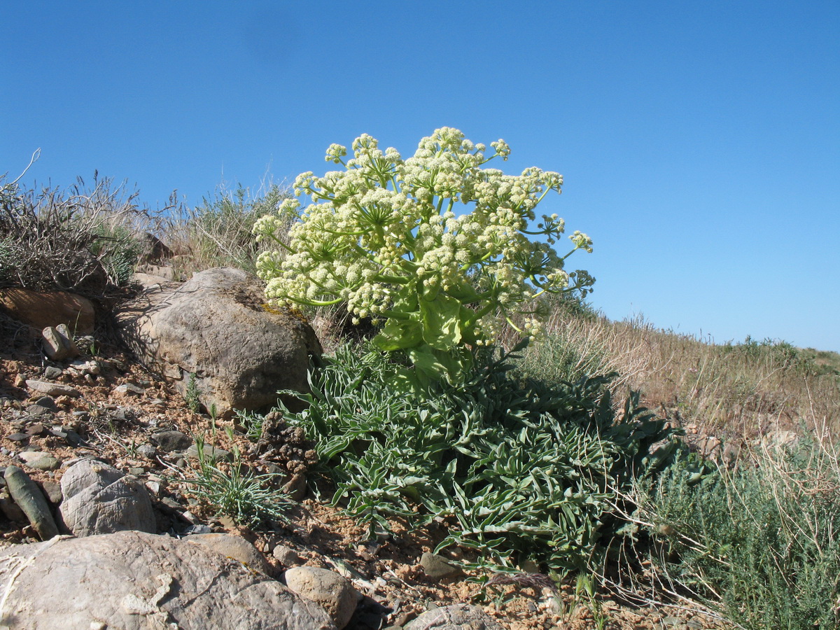 Image of Ferula foetida specimen.