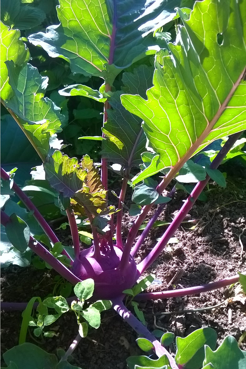 Image of Brassica oleracea var. gongylodes specimen.