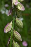 Polygala major