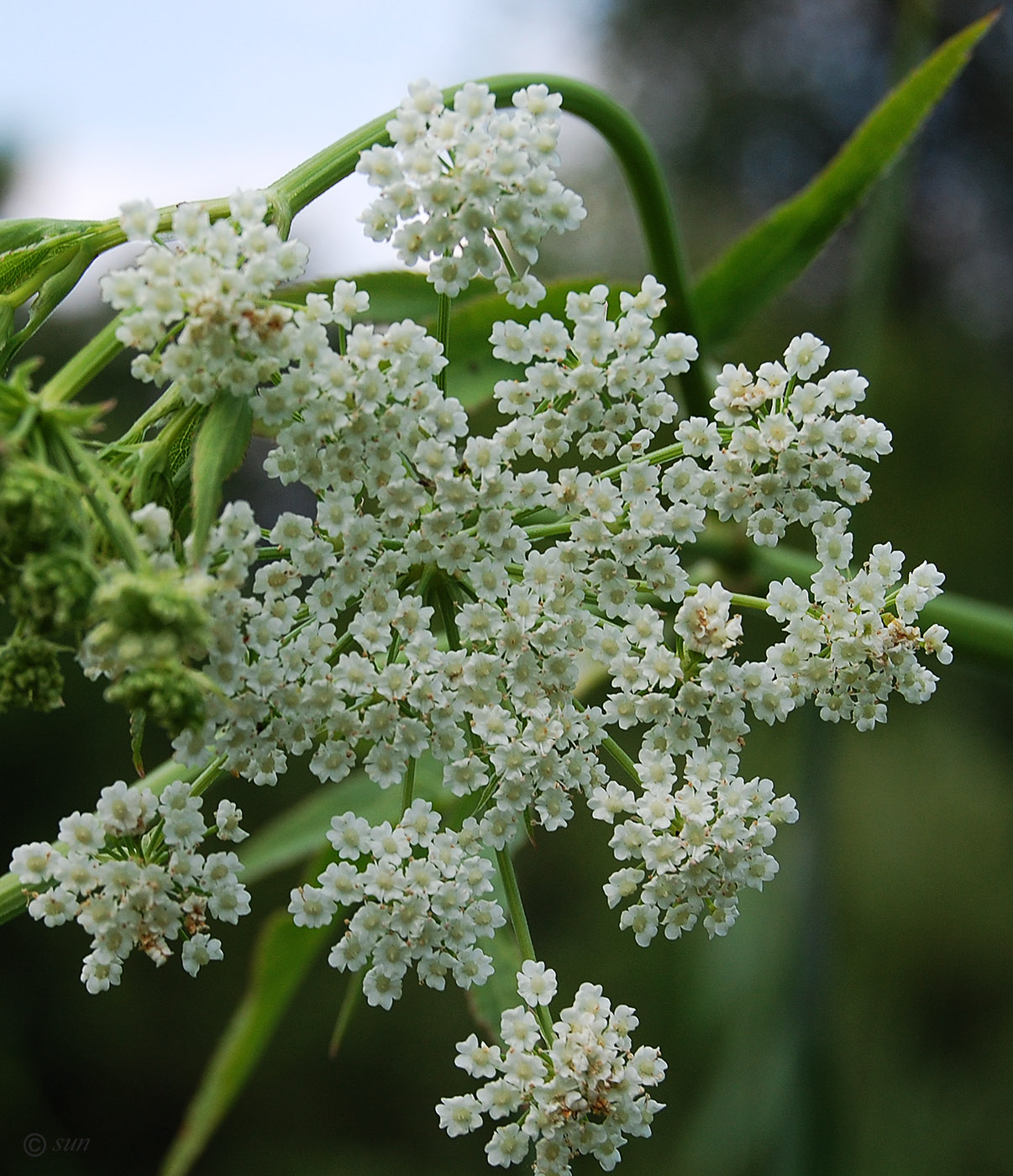 Изображение особи Sium latifolium.
