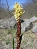 Image of taxon representative. Author is Илья Турбанов