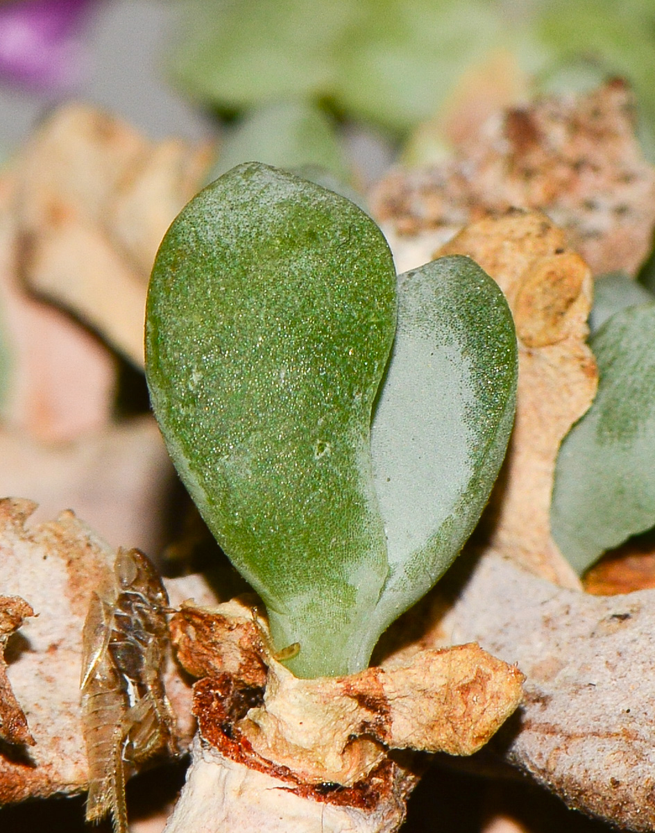 Изображение особи Lampranthus deltoides.