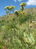 Tanacetum pseudachillea. Верхушка цветущего растения. Южный Казахстан, Таласский Алатау, запов. Аксу-Жабаглы, ущ. Улькен-Каинды, выс. 2020 м н.у.м., разнотравный луг. 15 июля 2017 г.