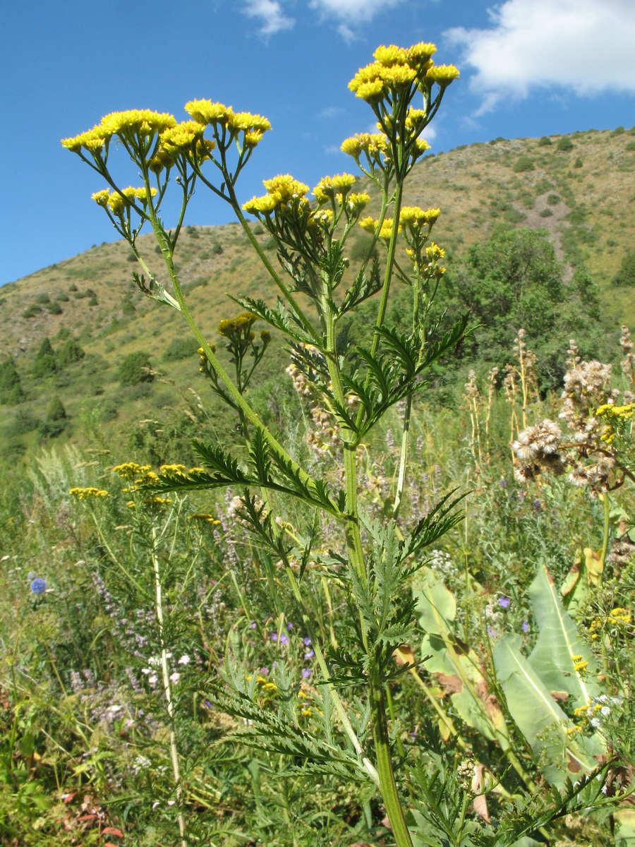 Изображение особи Tanacetum pseudachillea.