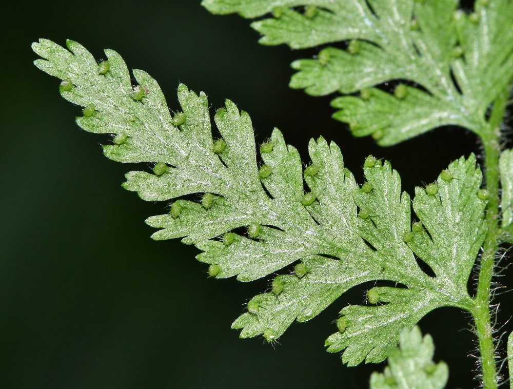 Image of Dennstaedtia hirsuta specimen.