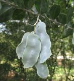 Acacia podalyriifolia